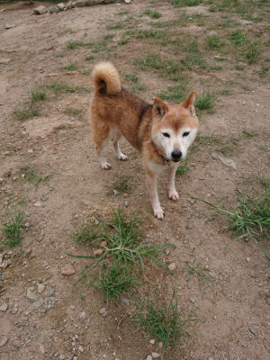 f:id:roukenhome-ann:20190822064431j:plain