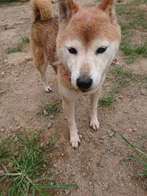f:id:roukenhome-ann:20190822064512j:plain