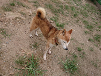 f:id:roukenhome-ann:20190822064547j:plain