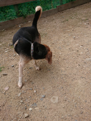 f:id:roukenhome-ann:20190822064801j:plain