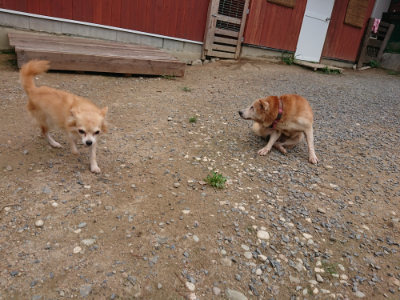 f:id:roukenhome-ann:20190822064841j:plain