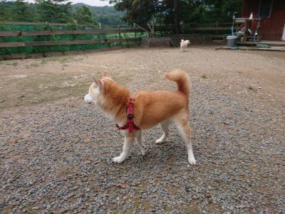 f:id:roukenhome-ann:20190822064911j:plain
