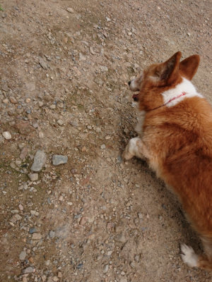 f:id:roukenhome-ann:20190822064920j:plain