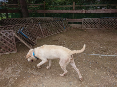 f:id:roukenhome-ann:20190822064929j:plain