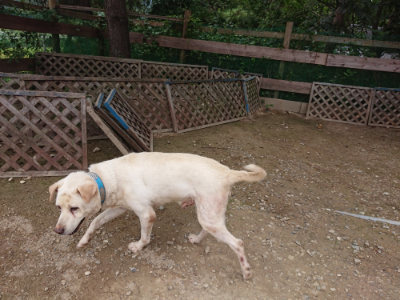 f:id:roukenhome-ann:20190822064934j:plain