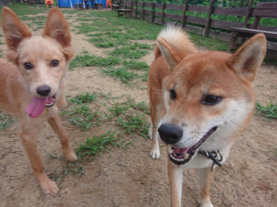 f:id:roukenhome-ann:20190822070332j:plain