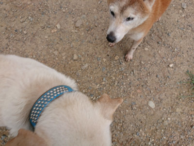 f:id:roukenhome-ann:20190822070405j:plain