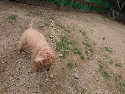 f:id:roukenhome-ann:20190822070618j:plain