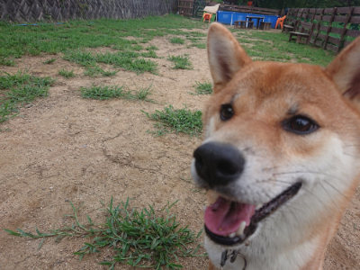 f:id:roukenhome-ann:20190822071052j:plain