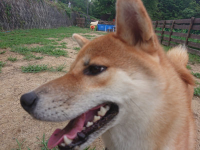 f:id:roukenhome-ann:20190822071108j:plain