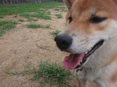 f:id:roukenhome-ann:20190822071125j:plain