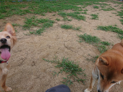 f:id:roukenhome-ann:20190822071139j:plain