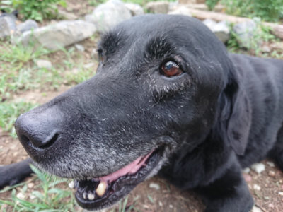 f:id:roukenhome-ann:20190822071314j:plain