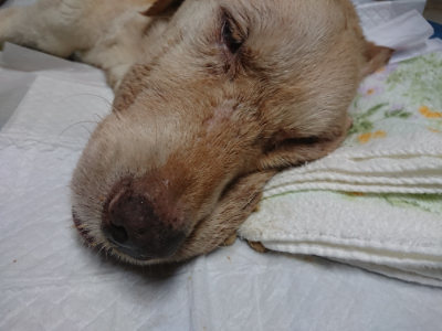 f:id:roukenhome-ann:20190822071431j:plain