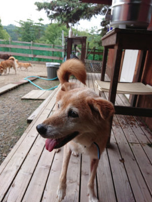 f:id:roukenhome-ann:20190822071500j:plain