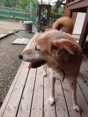 f:id:roukenhome-ann:20190822071505j:plain