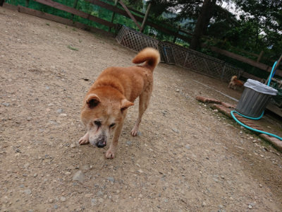 f:id:roukenhome-ann:20190822071609j:plain
