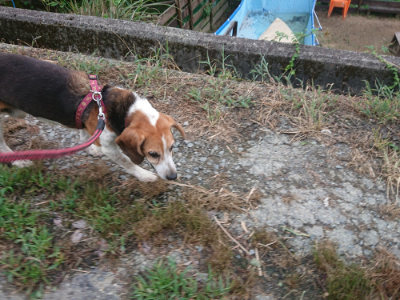 f:id:roukenhome-ann:20190822071616j:plain