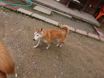 f:id:roukenhome-ann:20190822071632j:plain