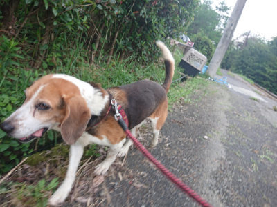 f:id:roukenhome-ann:20190822071646j:plain