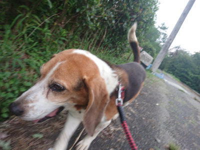 f:id:roukenhome-ann:20190822071651j:plain