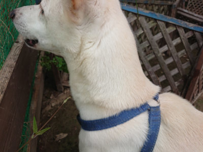f:id:roukenhome-ann:20190822071718j:plain