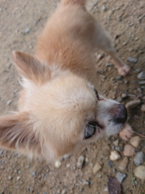 f:id:roukenhome-ann:20190822120528j:plain