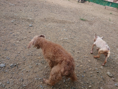 f:id:roukenhome-ann:20190822120731j:plain