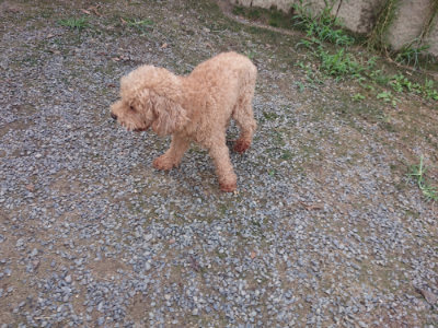f:id:roukenhome-ann:20190822141405j:plain