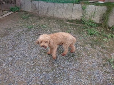 f:id:roukenhome-ann:20190822141415j:plain