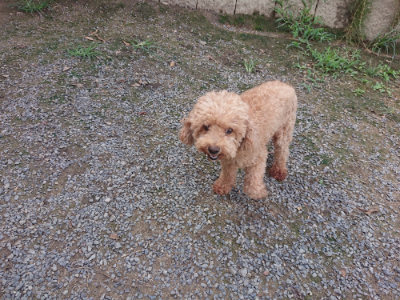f:id:roukenhome-ann:20190822141427j:plain
