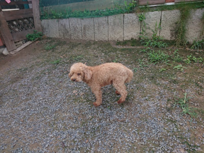 f:id:roukenhome-ann:20190822142625j:plain