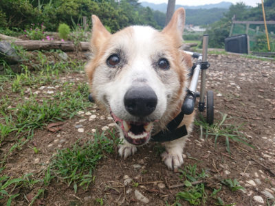 f:id:roukenhome-ann:20190822202209j:plain