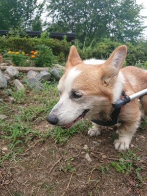 f:id:roukenhome-ann:20190822202220j:plain