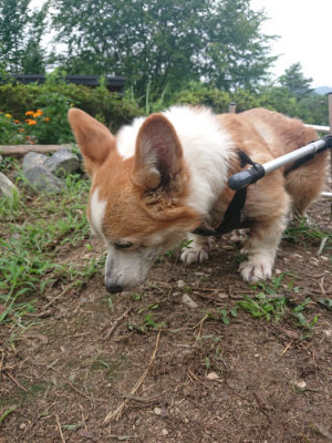 f:id:roukenhome-ann:20190822202226j:plain