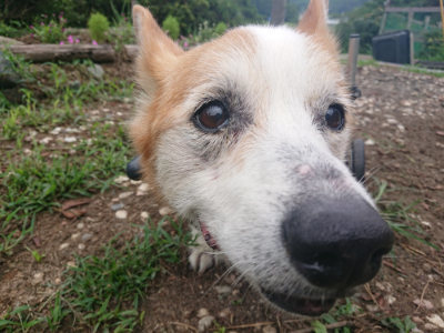 f:id:roukenhome-ann:20190822202243j:plain