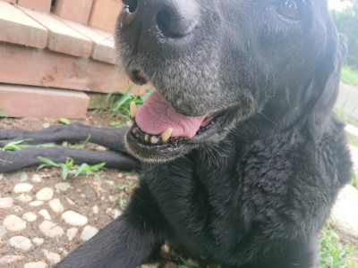 f:id:roukenhome-ann:20190822202454j:plain