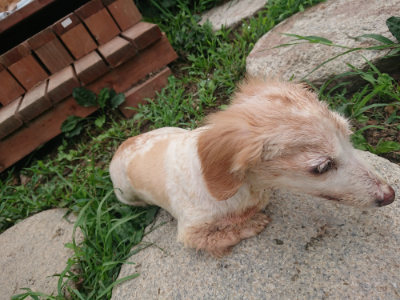 f:id:roukenhome-ann:20190822202747j:plain