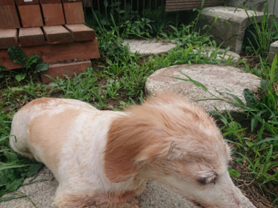f:id:roukenhome-ann:20190822202755j:plain