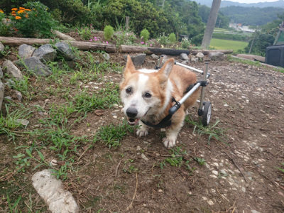 f:id:roukenhome-ann:20190822202806j:plain