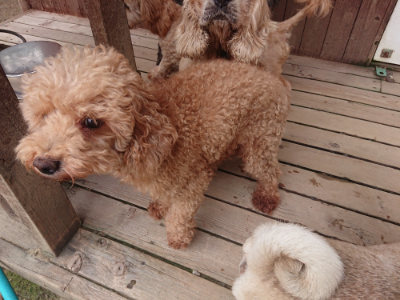 f:id:roukenhome-ann:20190823073648j:plain