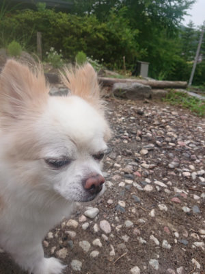 f:id:roukenhome-ann:20190823074553j:plain
