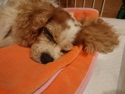 f:id:roukenhome-ann:20190823074651j:plain