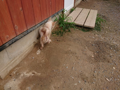 f:id:roukenhome-ann:20190823074726j:plain