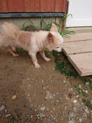 f:id:roukenhome-ann:20190823074853j:plain