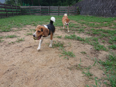 f:id:roukenhome-ann:20190823074859j:plain