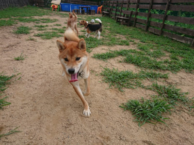 f:id:roukenhome-ann:20190823075009j:plain