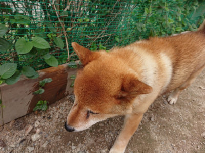 f:id:roukenhome-ann:20190823075512j:plain