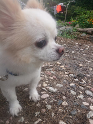 f:id:roukenhome-ann:20190823075556j:plain