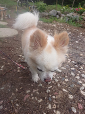 f:id:roukenhome-ann:20190823075607j:plain